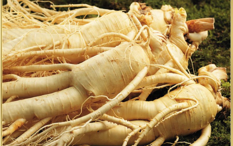Sâm củ tươi Hàn Quốc có hình dáng và mùi hương đặc trưng